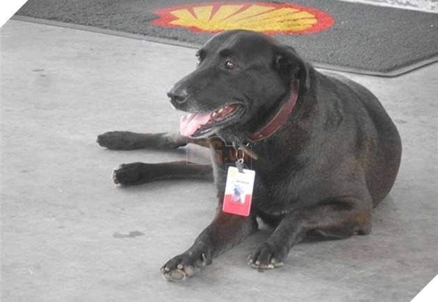 chú chó labrador bị bỏ rơi bông dưng kiếm được việc làm