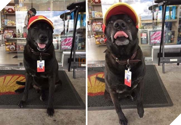 chú chó labrador bị bỏ rơi bông dưng kiếm được việc làm