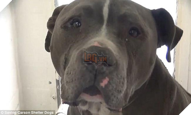 chú chó pitbull đáng thương