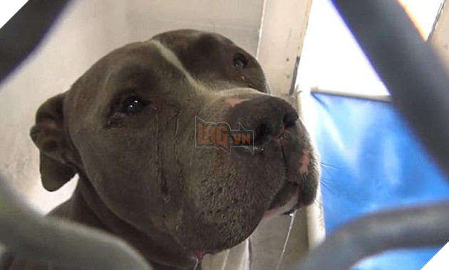 chú chó pitbull đáng thương