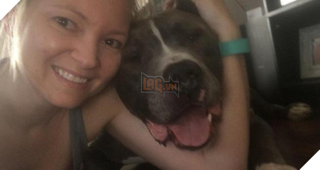 chú chó pitbull đáng thương