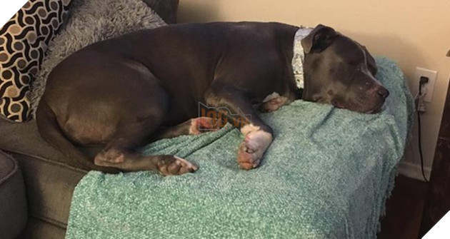 chú chó pitbull đáng thương