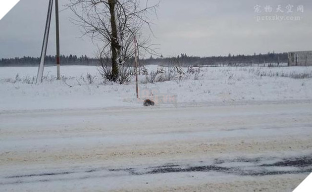 mèo đáng yêu bị đóng băng