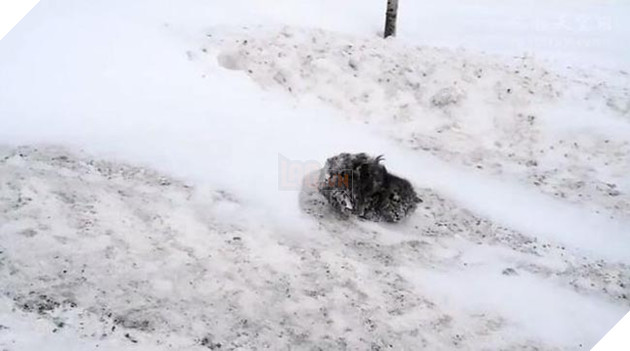 mèo đáng yêu bị đóng băng