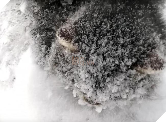 mèo đáng yêu bị đóng băng