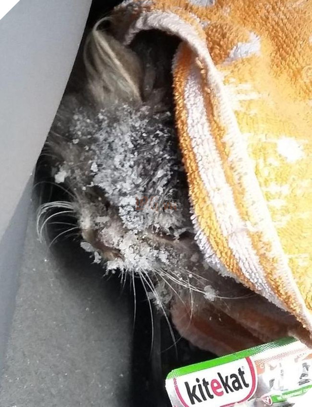 mèo đáng yêu bị đóng băng