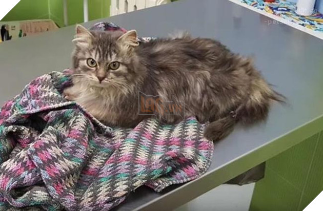 mèo đáng yêu bị đóng băng