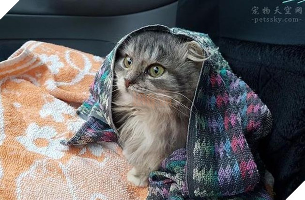 mèo đáng yêu bị đóng băng