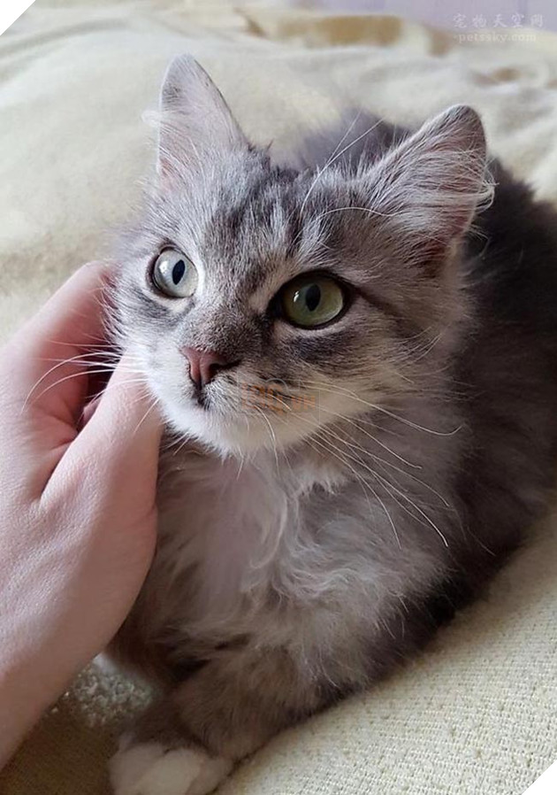 mèo đáng yêu bị đóng băng