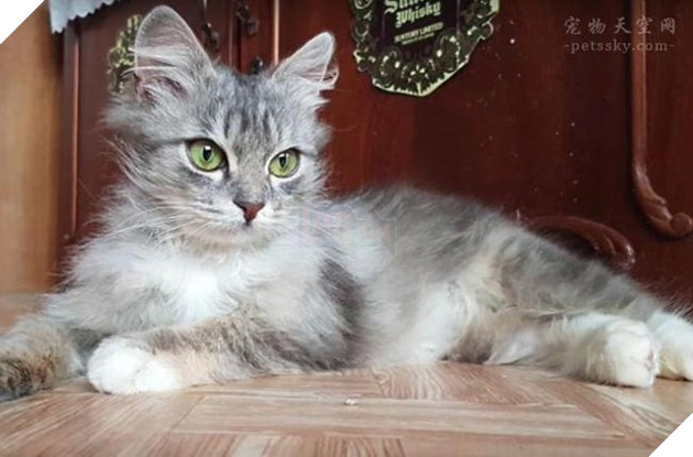 mèo đáng yêu bị đóng băng