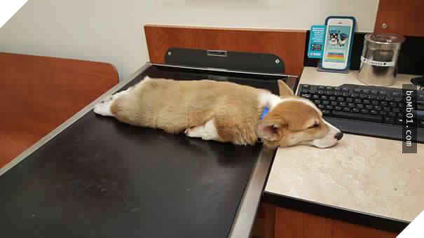 26 cún con lăn đùng ra ngủ quá đáng yêu, chủ nhân không nỡ đánh thức, #1 kiểu ‘gà quay’ 10