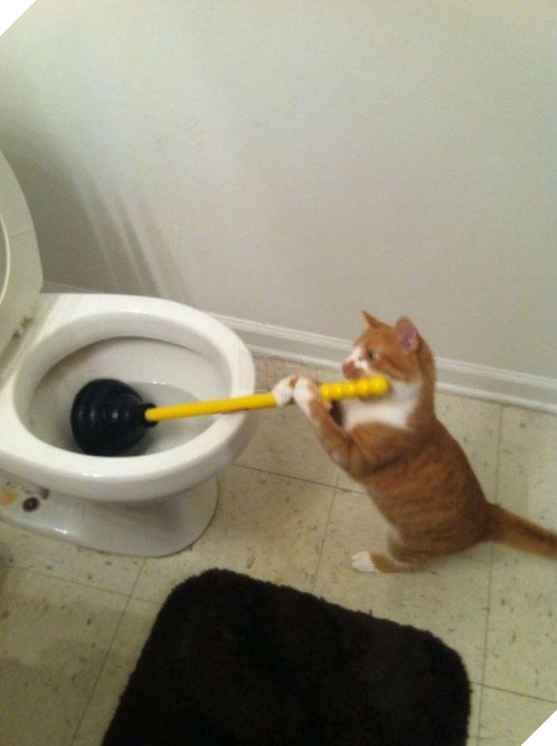 20 boss mèo bỗng tỏ ra bất bình thường như có vấn đề về thần kinh - Ảnh 1.