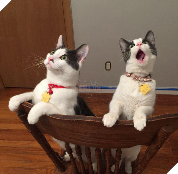 20 boss mèo bỗng tỏ ra bất bình thường như có vấn đề về thần kinh - Ảnh 17.