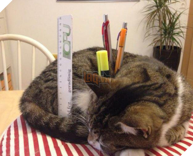 20 boss mèo bỗng tỏ ra bất bình thường như có vấn đề về thần kinh - Ảnh 19.