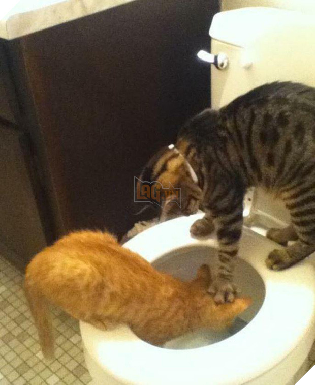 20 boss mèo bỗng tỏ ra bất bình thường như có vấn đề về thần kinh - Ảnh 21.