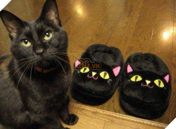 20 boss mèo bỗng tỏ ra bất bình thường như có vấn đề về thần kinh - Ảnh 23.