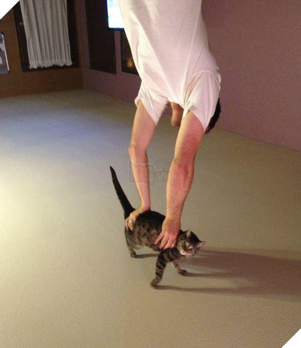 20 boss mèo bỗng tỏ ra bất bình thường như có vấn đề về thần kinh - Ảnh 25.