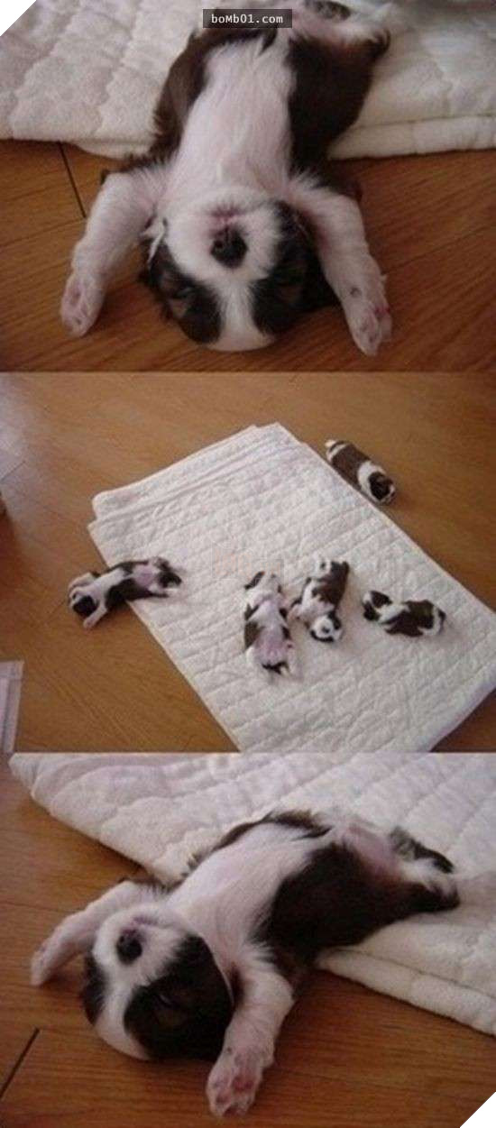 26 cún con lăn đùng ra ngủ quá đáng yêu, chủ nhân không nỡ đánh thức, #1 kiểu ‘gà quay’ 24