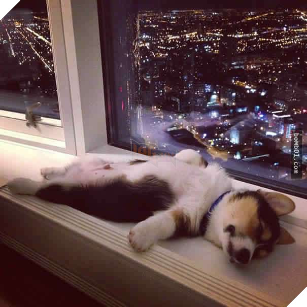 26 cún con lăn đùng ra ngủ quá đáng yêu, chủ nhân không nỡ đánh thức, #1 kiểu ‘gà quay’ 15