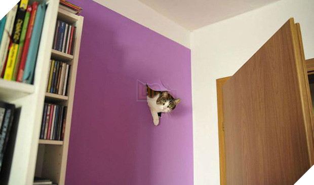 20 boss mèo bỗng tỏ ra bất bình thường như có vấn đề về thần kinh - Ảnh 3.