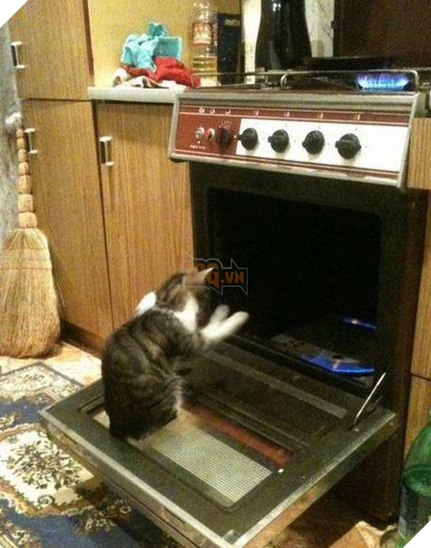 20 boss mèo bỗng tỏ ra bất bình thường như có vấn đề về thần kinh - Ảnh 31.