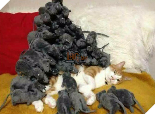 20 boss mèo bỗng tỏ ra bất bình thường như có vấn đề về thần kinh - Ảnh 33.