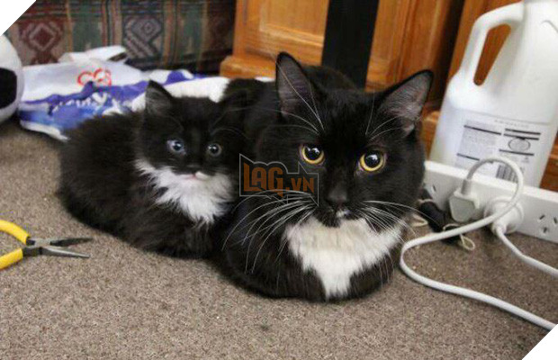 20 boss mèo bỗng tỏ ra bất bình thường như có vấn đề về thần kinh - Ảnh 35.