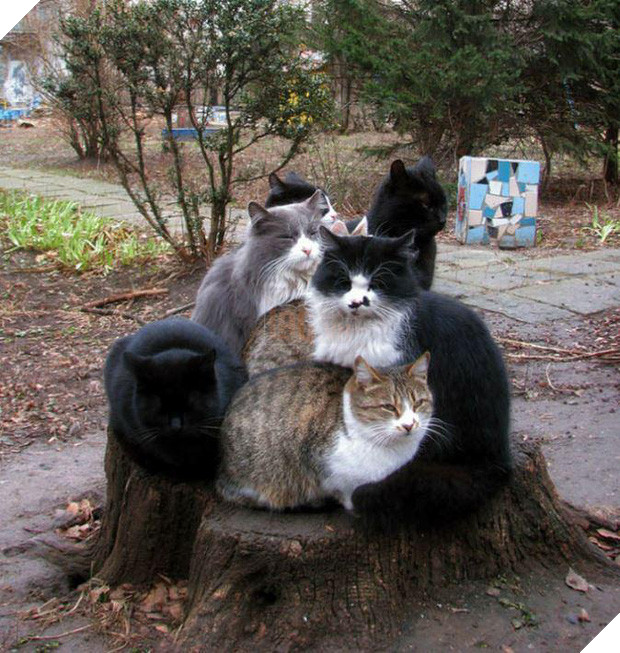 20 boss mèo bỗng tỏ ra bất bình thường như có vấn đề về thần kinh - Ảnh 37.