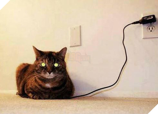 20 boss mèo bỗng tỏ ra bất bình thường như có vấn đề về thần kinh - Ảnh 39.