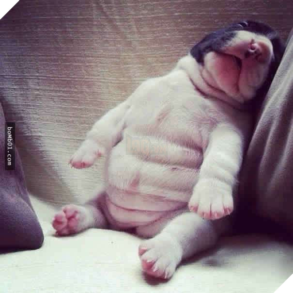 26 cún con lăn đùng ra ngủ quá đáng yêu, chủ nhân không nỡ đánh thức, #1 kiểu ‘gà quay’ 7