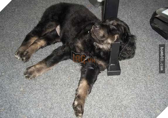 26 cún con lăn đùng ra ngủ quá đáng yêu, chủ nhân không nỡ đánh thức, #1 kiểu ‘gà quay’ 22