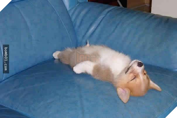 26 cún con lăn đùng ra ngủ quá đáng yêu, chủ nhân không nỡ đánh thức, #1 kiểu ‘gà quay’ 8