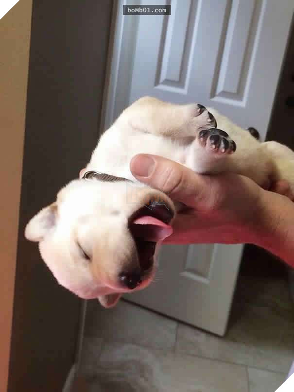 26 cún con lăn đùng ra ngủ quá đáng yêu, chủ nhân không nỡ đánh thức, #1 kiểu ‘gà quay’ 19