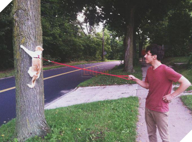 20 boss mèo bỗng tỏ ra bất bình thường như có vấn đề về thần kinh - Ảnh 5.