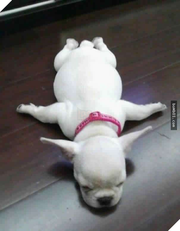 26 cún con lăn đùng ra ngủ quá đáng yêu, chủ nhân không nỡ đánh thức, #1 kiểu ‘gà quay’ 2