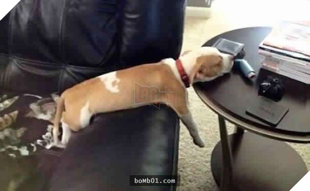 26 cún con lăn đùng ra ngủ quá đáng yêu, chủ nhân không nỡ đánh thức, #1 kiểu ‘gà quay’ 9