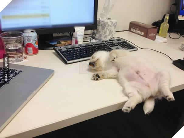 26 cún con lăn đùng ra ngủ quá đáng yêu, chủ nhân không nỡ đánh thức, #1 kiểu ‘gà quay’ 5