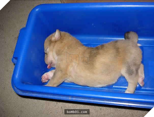 26 cún con lăn đùng ra ngủ quá đáng yêu, chủ nhân không nỡ đánh thức, #1 kiểu ‘gà quay’ 17