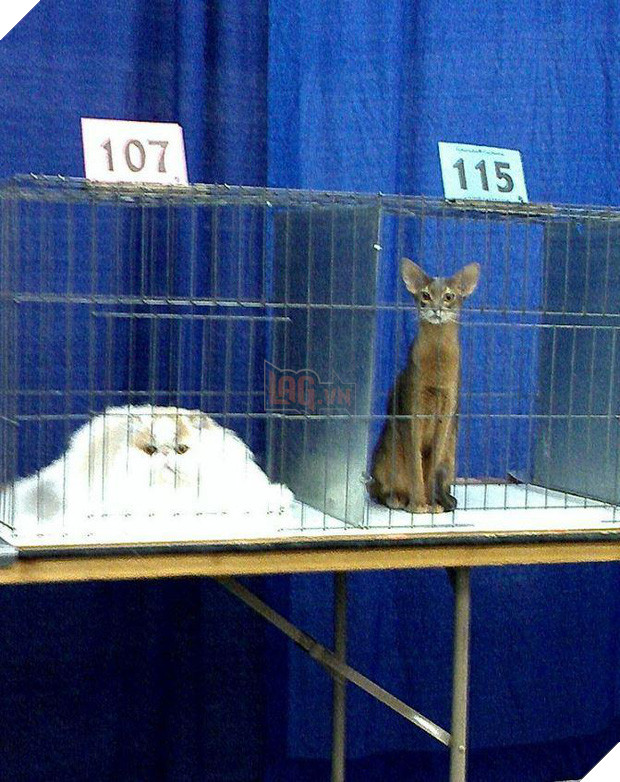 20 boss mèo bỗng tỏ ra bất bình thường như có vấn đề về thần kinh - Ảnh 7.