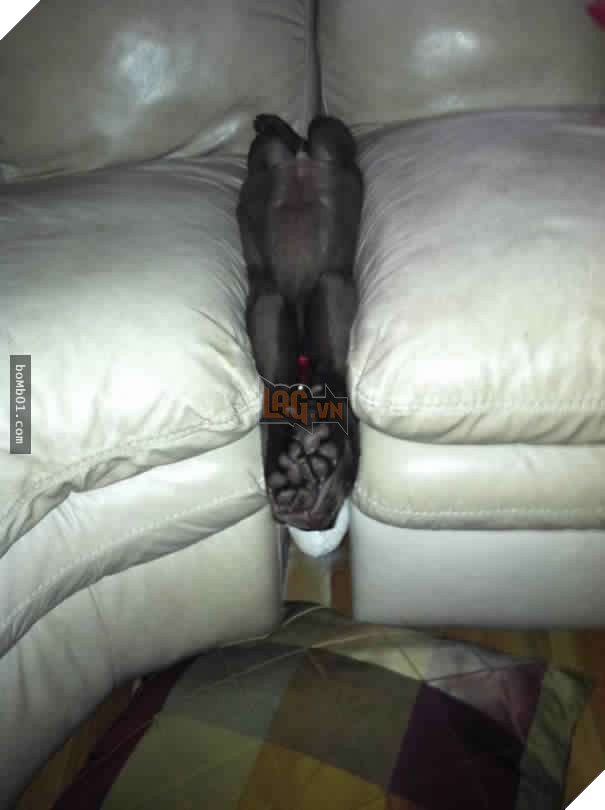 26 cún con lăn đùng ra ngủ quá đáng yêu, chủ nhân không nỡ đánh thức, #1 kiểu ‘gà quay’ 16