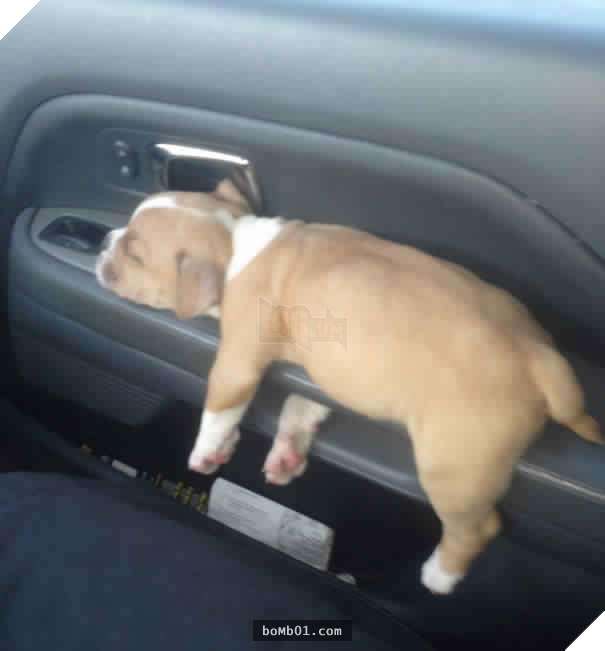 26 cún con lăn đùng ra ngủ quá đáng yêu, chủ nhân không nỡ đánh thức, #1 kiểu ‘gà quay’ 4