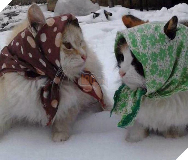 20 boss mèo bỗng tỏ ra bất bình thường như có vấn đề về thần kinh - Ảnh 9.