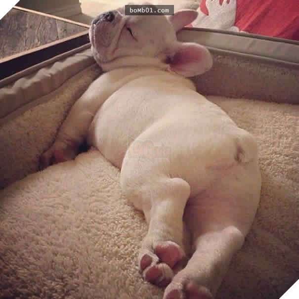 26 cún con lăn đùng ra ngủ quá đáng yêu, chủ nhân không nỡ đánh thức, #1 kiểu ‘gà quay’ 20
