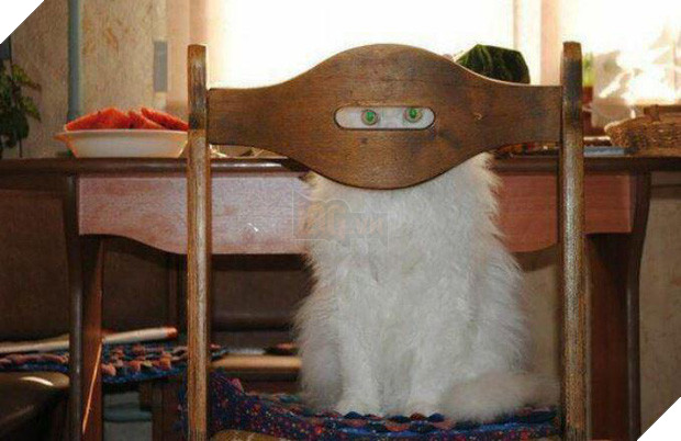 20 boss mèo bỗng tỏ ra bất bình thường như có vấn đề về thần kinh - Ảnh 11.