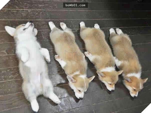 26 cún con lăn đùng ra ngủ quá đáng yêu, chủ nhân không nỡ đánh thức, #1 kiểu ‘gà quay’ 3