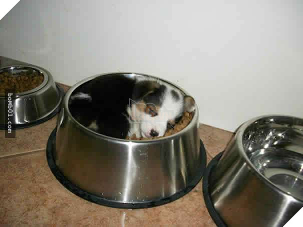 26 cún con lăn đùng ra ngủ quá đáng yêu, chủ nhân không nỡ đánh thức, #1 kiểu ‘gà quay’ 11