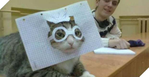 20 boss mèo bỗng tỏ ra bất bình thường như có vấn đề về thần kinh - Ảnh 13.