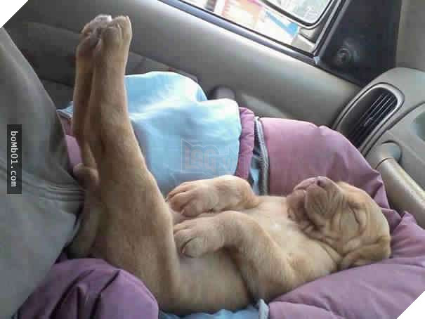 26 cún con lăn đùng ra ngủ quá đáng yêu, chủ nhân không nỡ đánh thức, #1 kiểu ‘gà quay’ 12