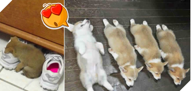 26 cún con lăn đùng ra ngủ quá đáng yêu, chủ nhân không nỡ đánh thức, #1 kiểu ‘gà quay’