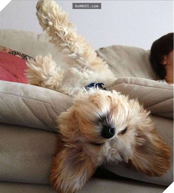 26 cún con lăn đùng ra ngủ quá đáng yêu, chủ nhân không nỡ đánh thức, #1 kiểu ‘gà quay’ 26